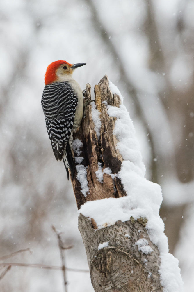 red-beaked bird on snow-covered tree stump