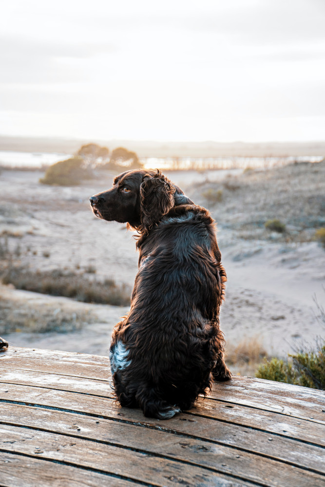 A brown spaniel sitting on boardwalk by snowy ground